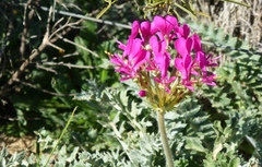 Pelargonium incrassatum