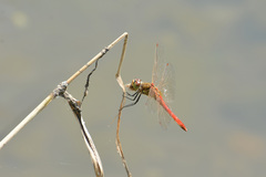 Sympetrum frequens