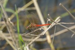 Sympetrum frequens