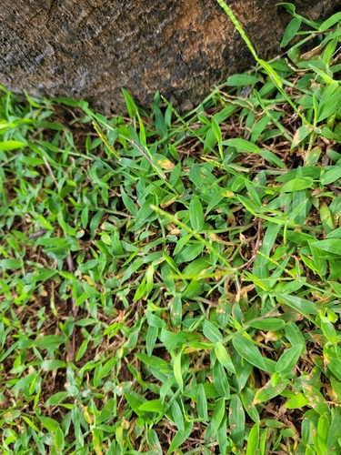 Digitaria fuscescens observed 2025-04-23