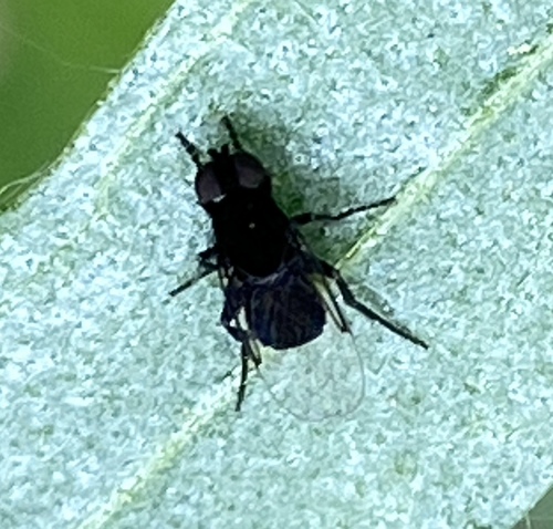 iNaturalist observation photo of Phora
