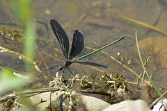 Atrocalopteryx atrata