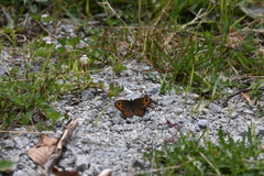 Lasiommata petropolitana