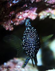 Calloplesiops altivelis