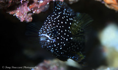 Calloplesiops altivelis