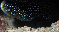 Calloplesiops altivelis