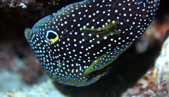 Calloplesiops altivelis