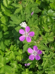 Geranium