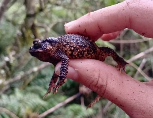 El Chape Toad, Rhinella justinianoi