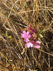 Dianthus balbisii