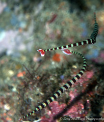 Dunckerocampus dactyliophorus