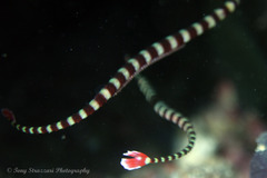 Dunckerocampus dactyliophorus