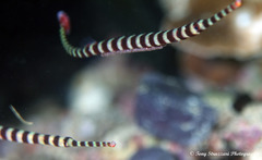 Dunckerocampus dactyliophorus