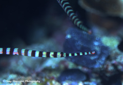 Dunckerocampus dactyliophorus