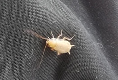 Ectobius pallidus