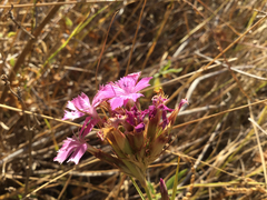 Dianthus balbisii