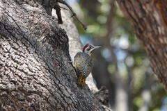 Campethera bennettii
