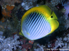 Chaetodon ocellicaudus