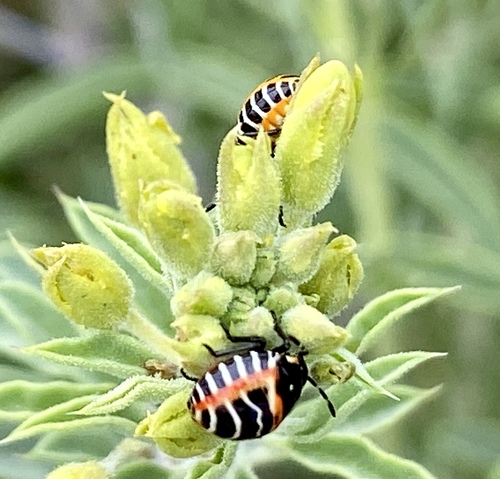 iNaturalist observation photo of Harlequin Bug