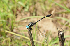 Lamelligomphus ringens