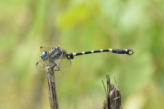 Lamelligomphus ringens
