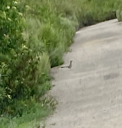 iNaturalist observation photo of Greater Roadrunner