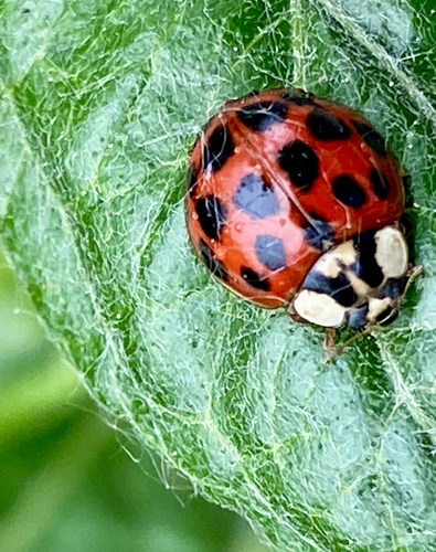 iNaturalist observation photo of Asian Lady Beetle