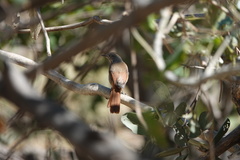 Cichladusa arquata