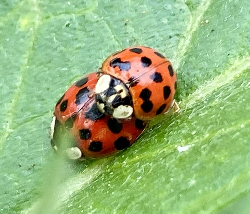 iNaturalist observation photo of Asian Lady Beetle