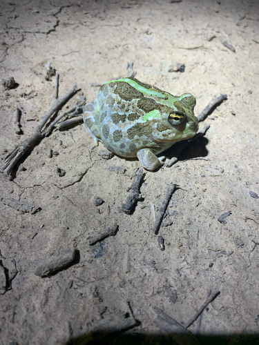 Chaco Horned Frog, Chacophrys pierottii
