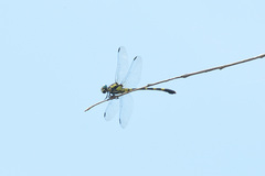 Lamelligomphus ringens