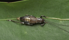 Mnesibulus bicolor