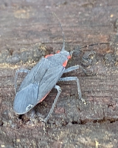 iNaturalist observation photo of Red-shouldered Bug