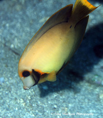 Acanthurus pyroferus