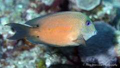 Ctenochaetus binotatus