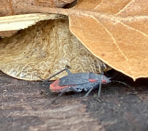 iNaturalist observation photo of Red-shouldered Bug