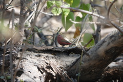 Lagonosticta rhodopareia