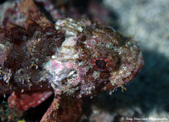 Scorpaenodes hirsutus