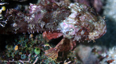 Scorpaenodes hirsutus