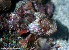 Scorpaenodes hirsutus