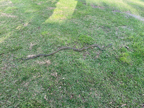 Coastal Carpet Python sighting