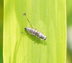 Anabarhynchus striatifrons