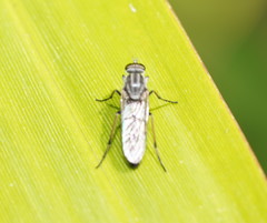 Anabarhynchus striatifrons