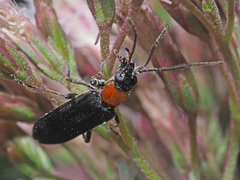 Anogcodes fulvicollis