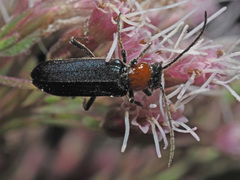 Anogcodes fulvicollis