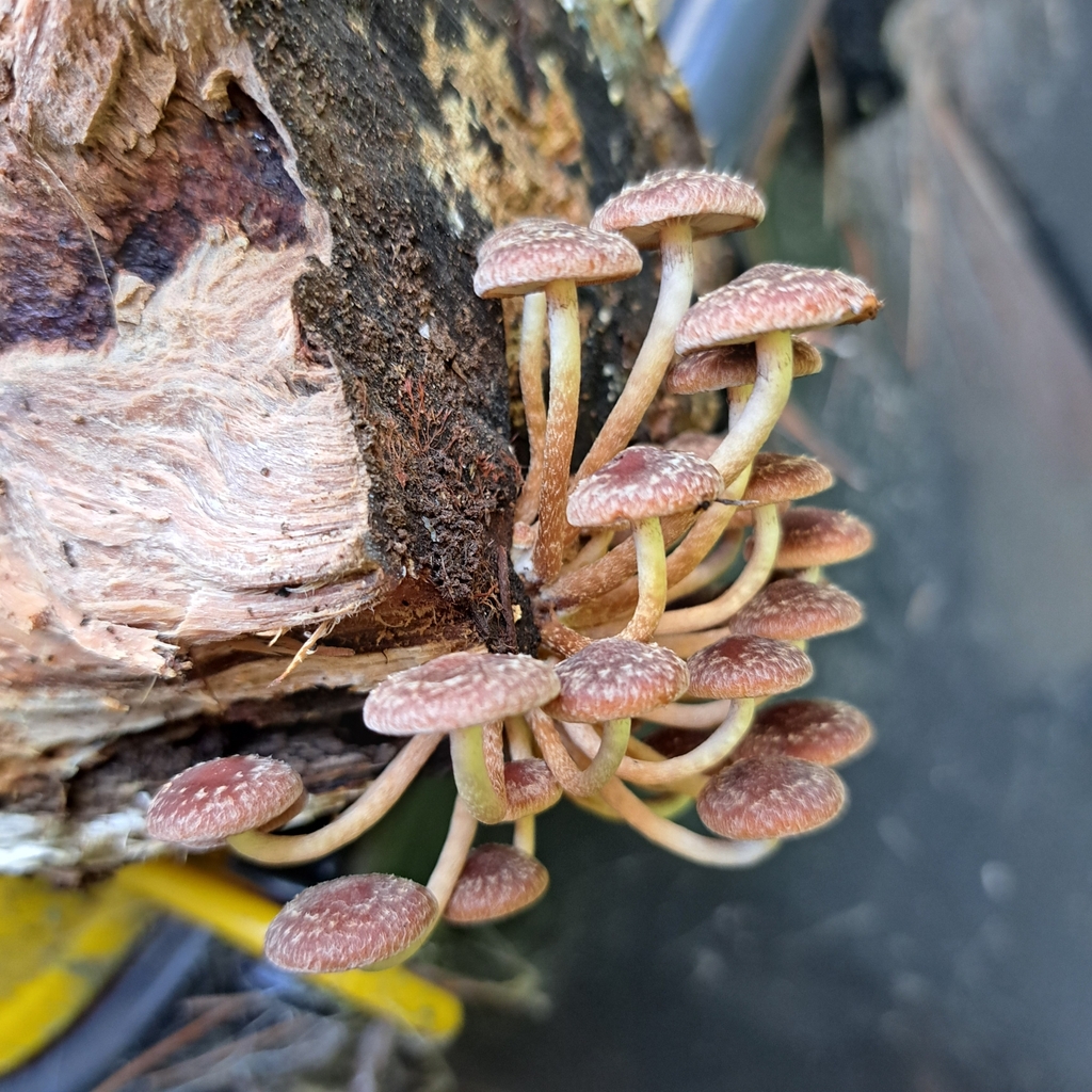 Hypholoma brunneum · April 2025 · photo: © cooperj (iNaturalist, cc0)