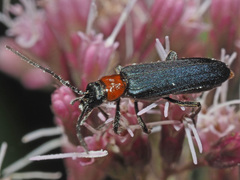 Anogcodes fulvicollis