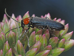 Anogcodes fulvicollis