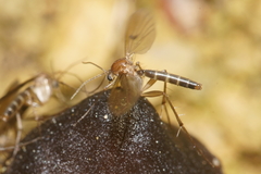 Mycetophila colorata
