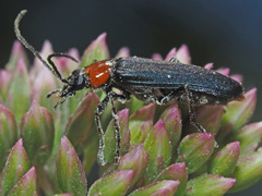 Anogcodes fulvicollis